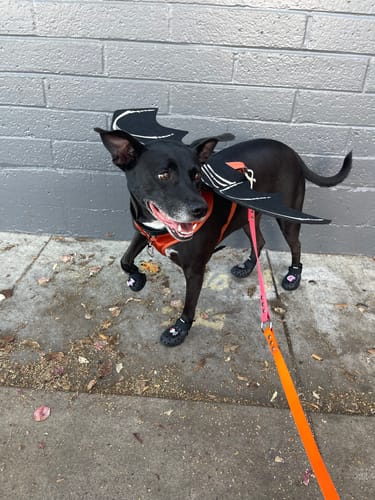 Customer photo review of WagWellies® Mojave