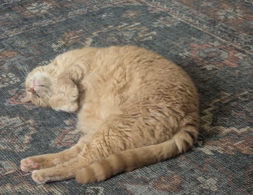 Customer photo review of Blackberry Honey Rosin Gummies, 10mg THC + 10mg CBD