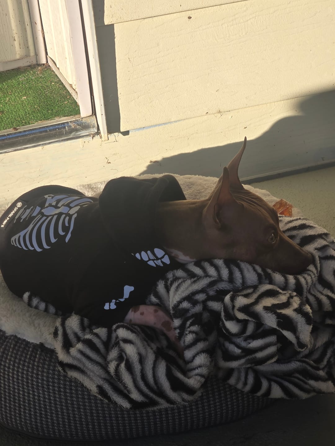 Customer photo review of Halloween Human Hoodie - Reflective Skeleton