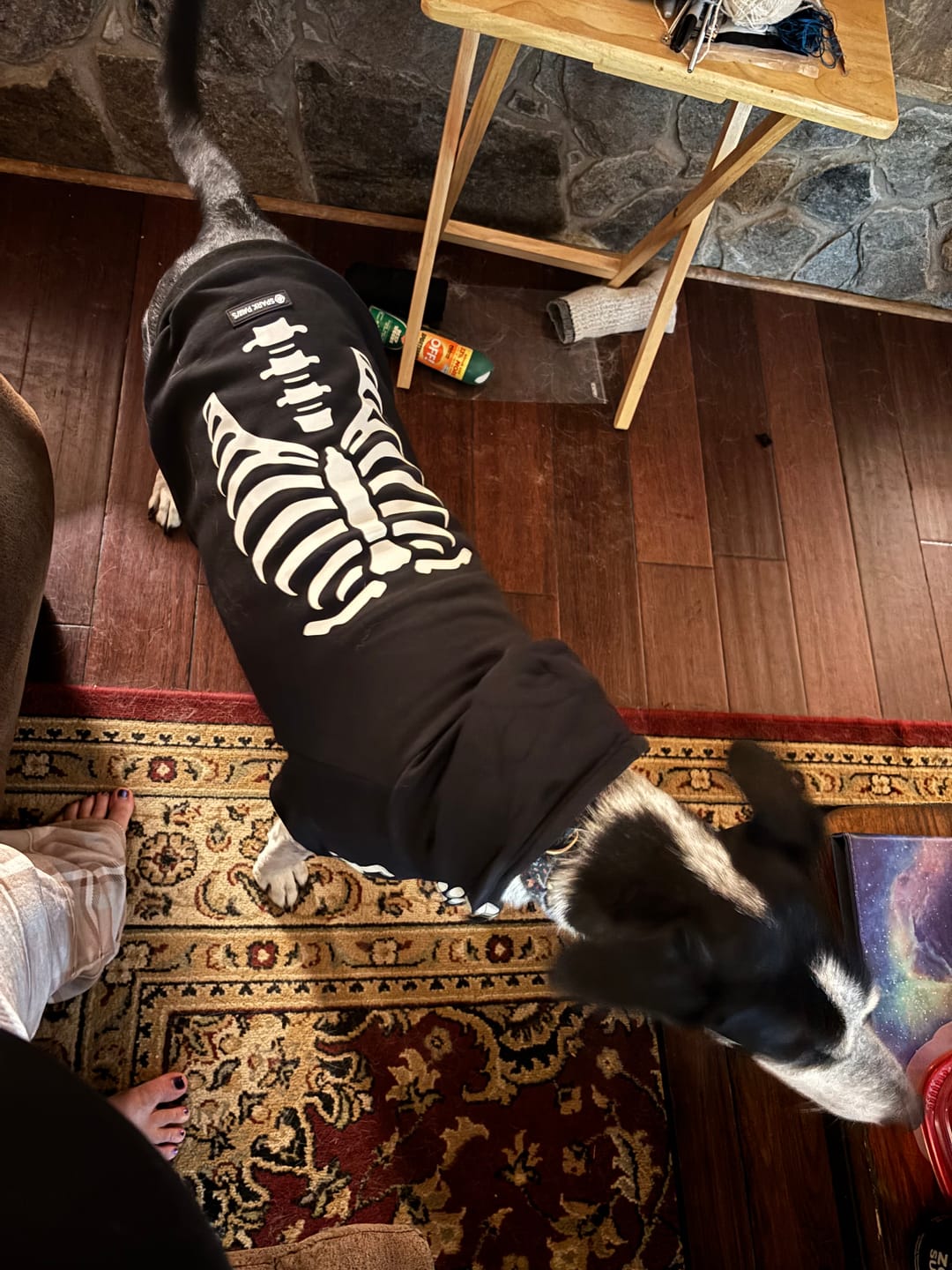Customer photo review of Halloween Dog Hoodie - Reflective Skeleton