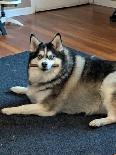 Customer photo review of Erik's Mystery Treat or Chew