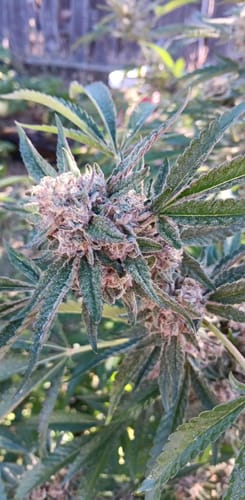 Customer photo review of Tundra™ Hybrid Fertilizer For Fruit & Flower Development