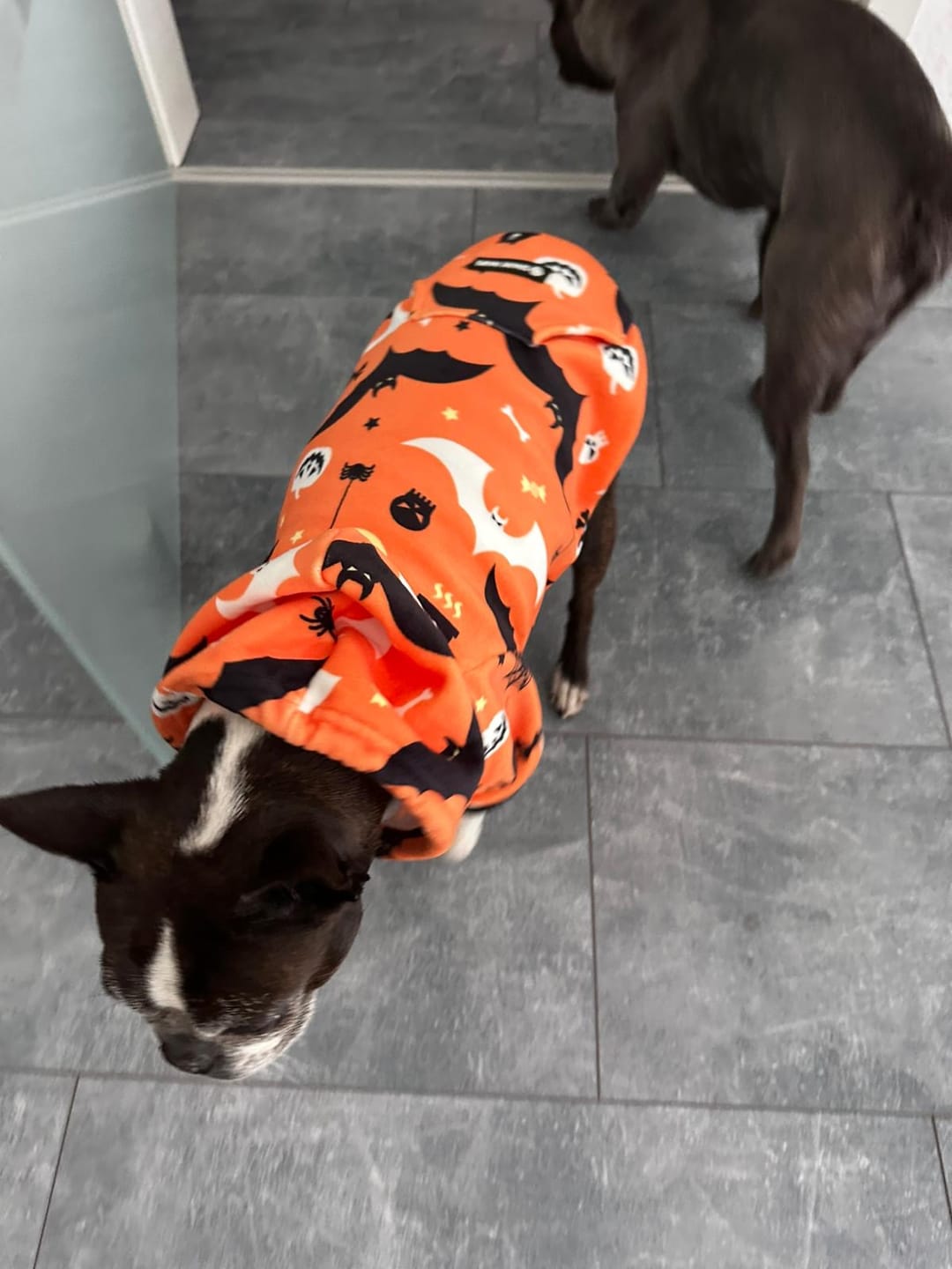 Customer photo review of Halloween Dog Hoodie - Orange