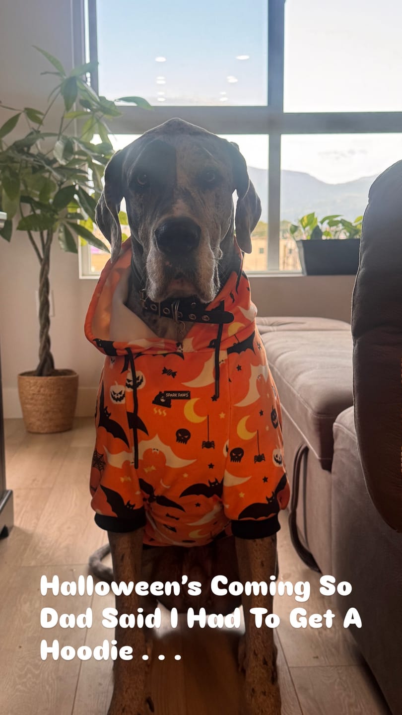 Customer photo review of Halloween Dog Hoodies (Limited Edition)