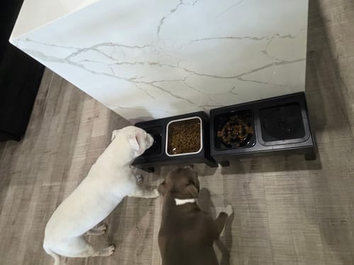 Customer photo review of Elevated Pet Feeder with Steel Non-Slip Bowl