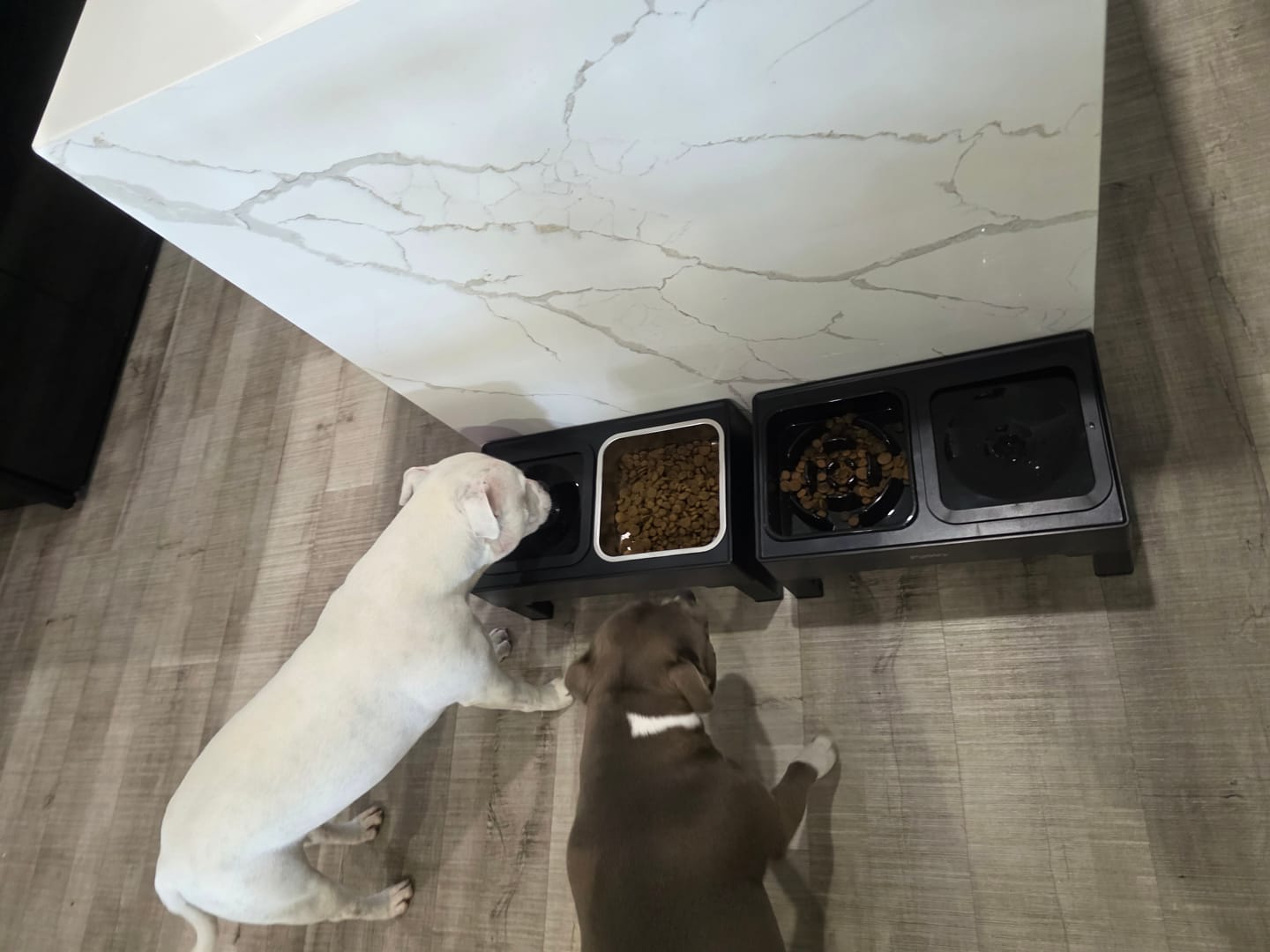 Customer photo review of Elevated Pet Feeder with Steel Non-Slip Bowl