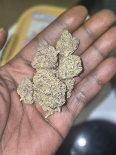 Customer photo review of Gucci Cake Indoor Exotic THCA Flower Full Size Buds