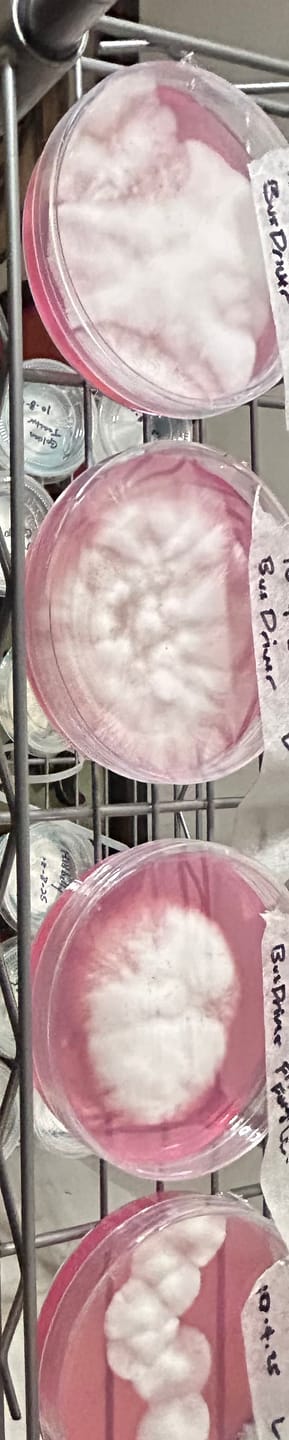 Customer photo review of Premium Sterilized Malt Extract Agar Plates - 10 Pack