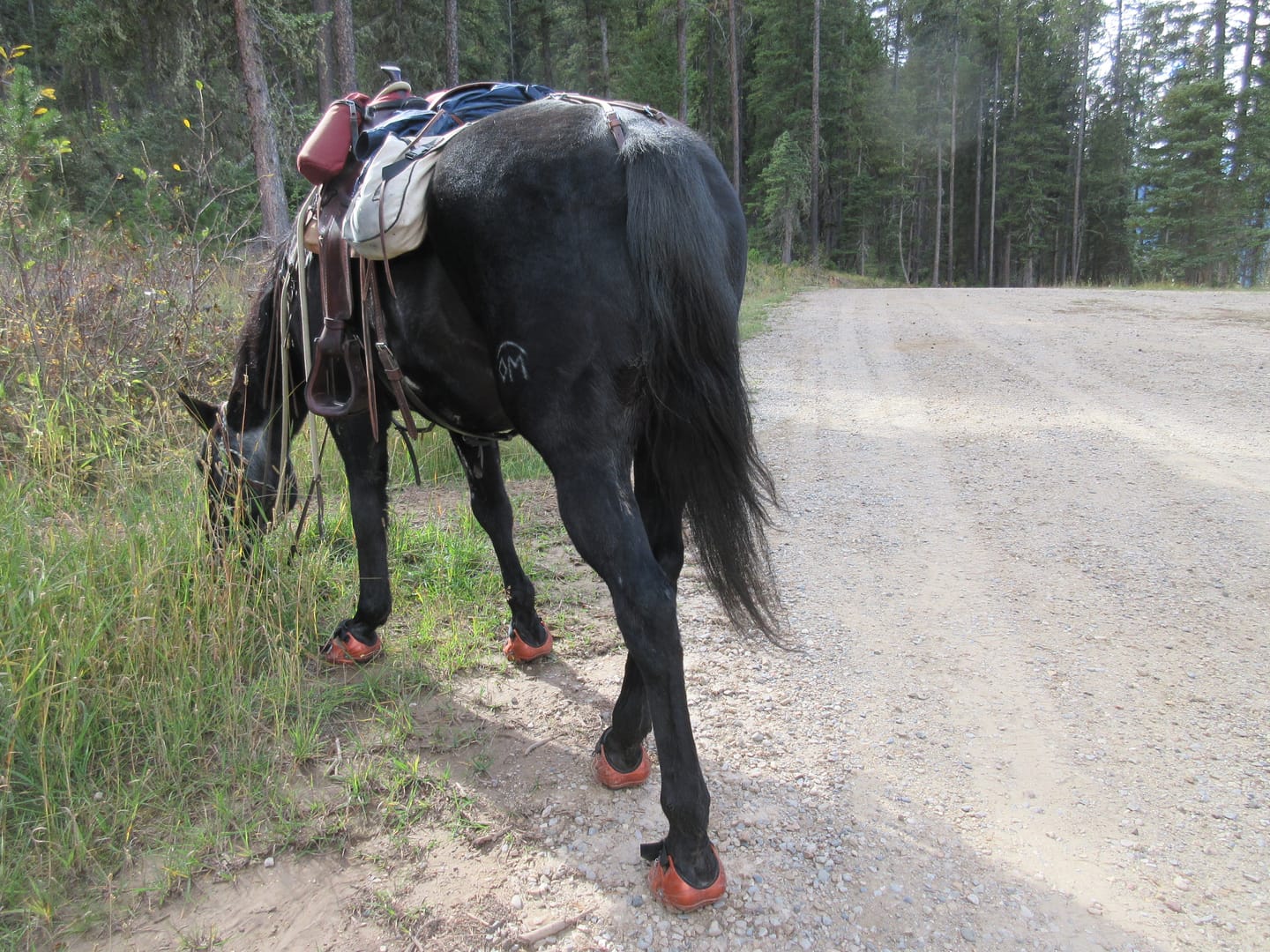 Customer photo review of Renegade® Viper Shield™ Hoof Boot Seconds - Arizona Copper