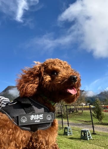 Customer photo review of FunFunPet 高機能ハーネス（お名前タグ作成サービス付き）