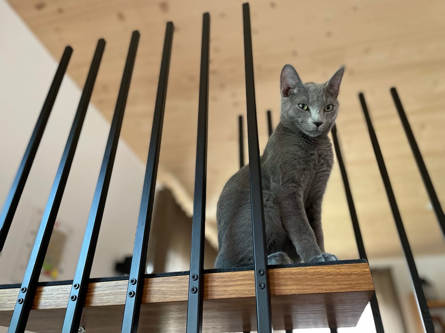 Customer photo review of STYA Katzen Kratzbaum MS210 | Schwarz