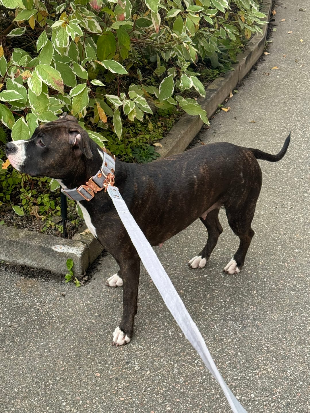 Customer photo review of Walk Leash Rose Edition Grått - Säkert nylonkoppel i olika längder