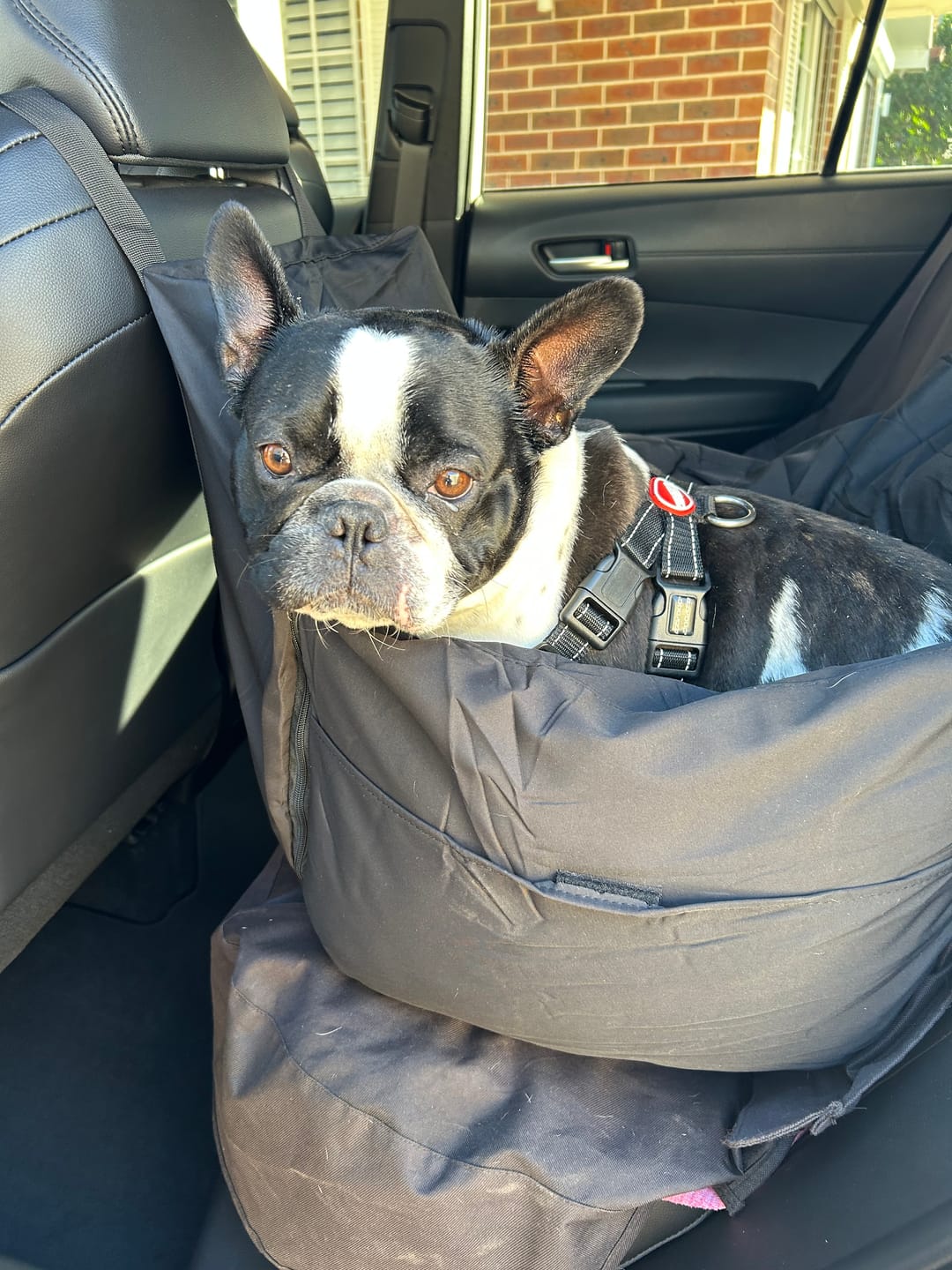 Customer photo review of Dog Car Carrier & Car Seat Carry Bag for Travel