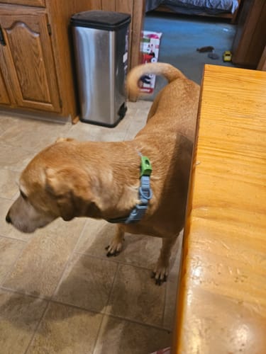 Reseña cliente FurLife