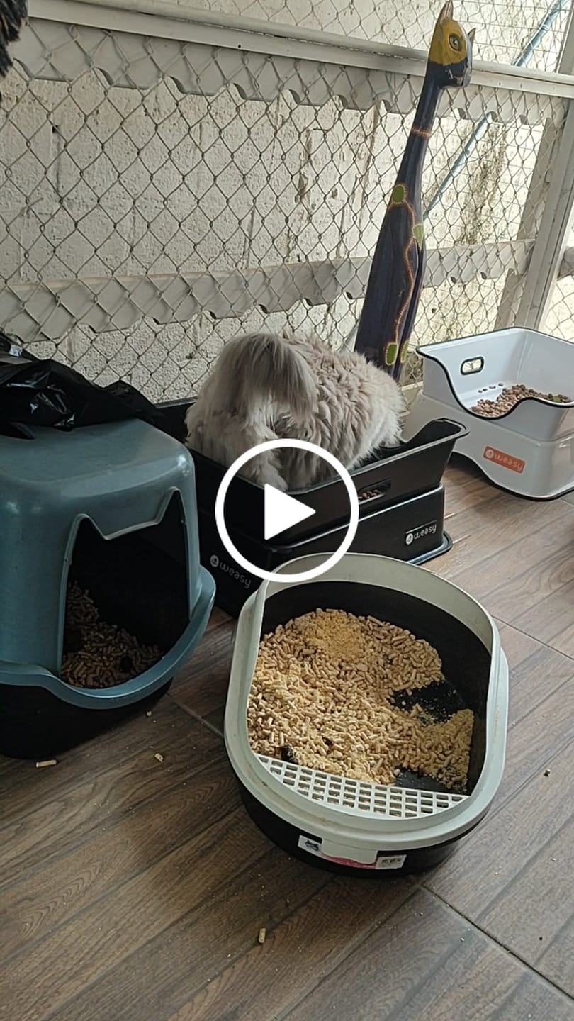 Customer video review of Weasy Gato | Banheiro para gatos