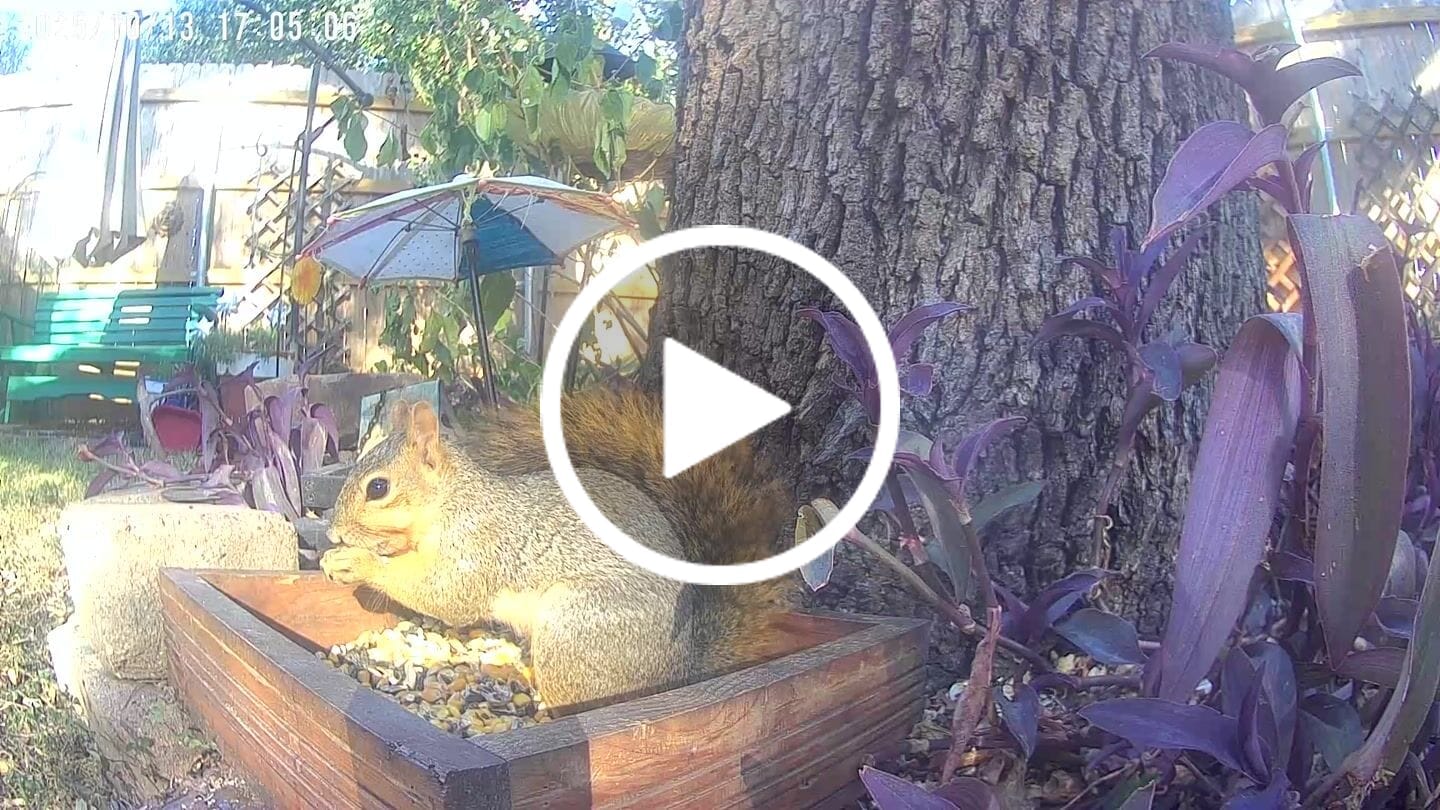 Customer video review of Birdfy Cam - Versatile Standalone Backyard Birdwatching Camera