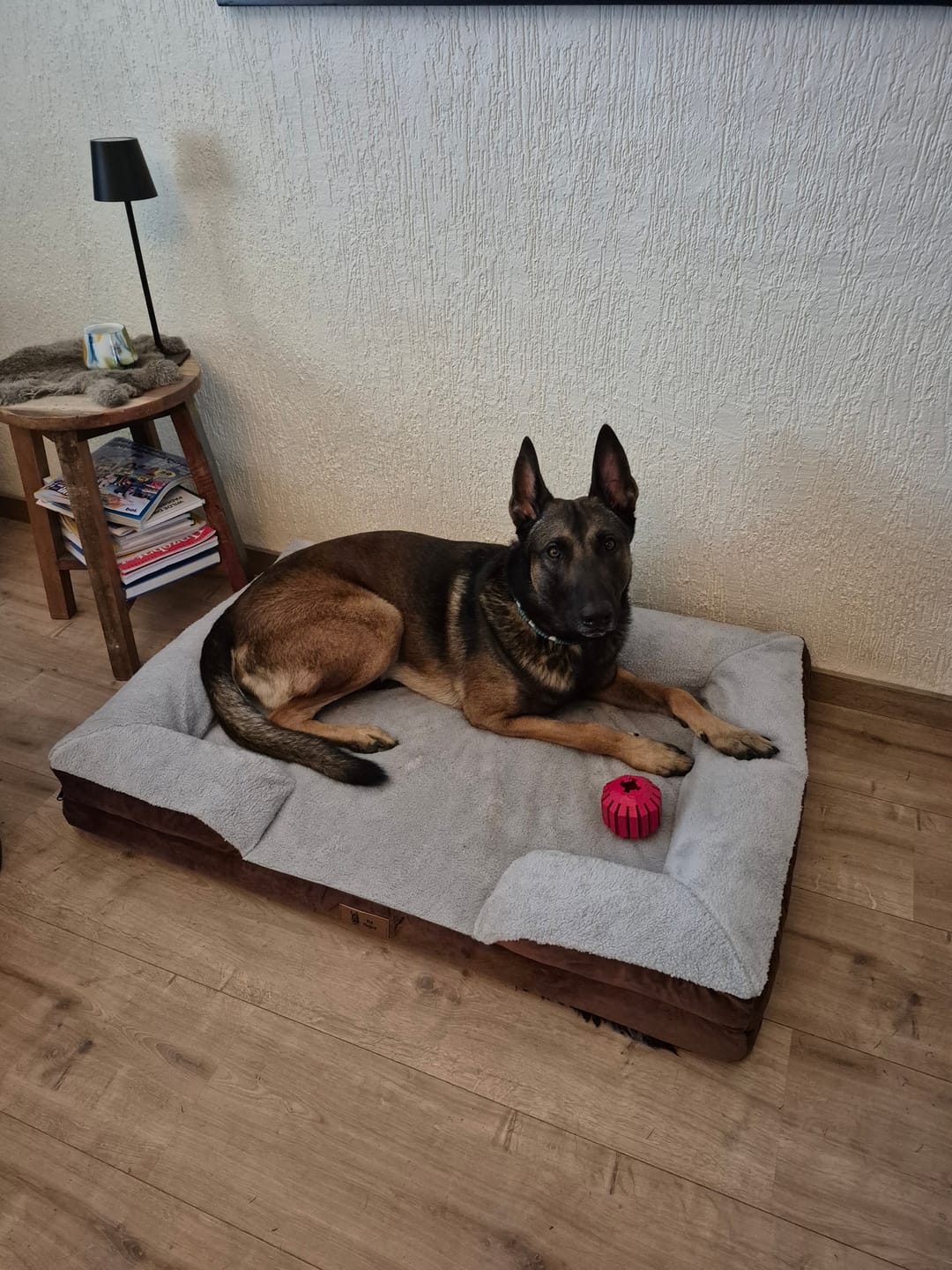 Customer photo review of Pet Perfect Hondenmand - Orthopedisch - Afritsbaar - Bruin