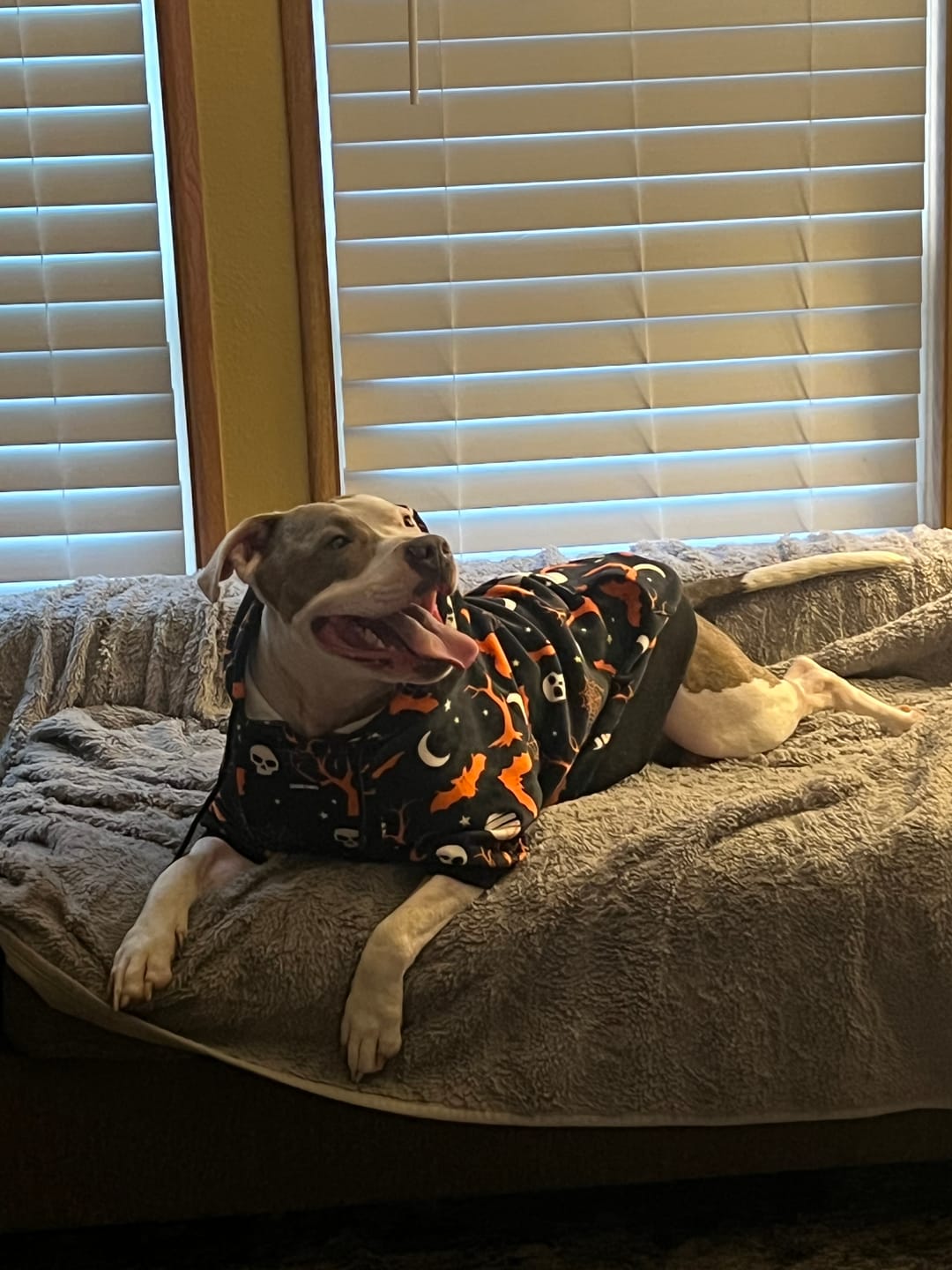 Customer photo review of Halloween Dog Hoodie - Black