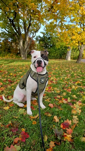 Customer photo review of Weighted Harnesses Iron Block - Contains x5 Weights