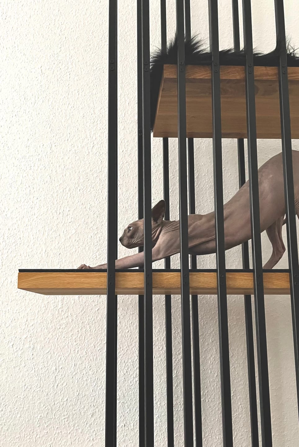 Customer photo review of STYA Katzen Kratzbaum MS220 | Schwarz