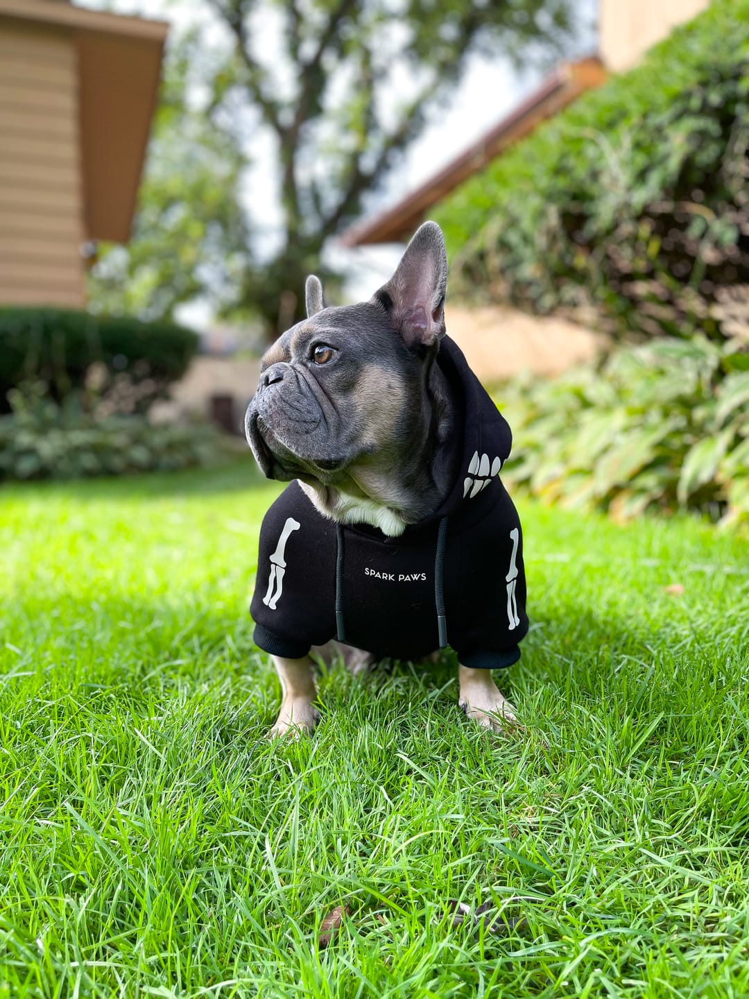 Customer photo review of Halloween Dog Hoodie - Reflective Skeleton