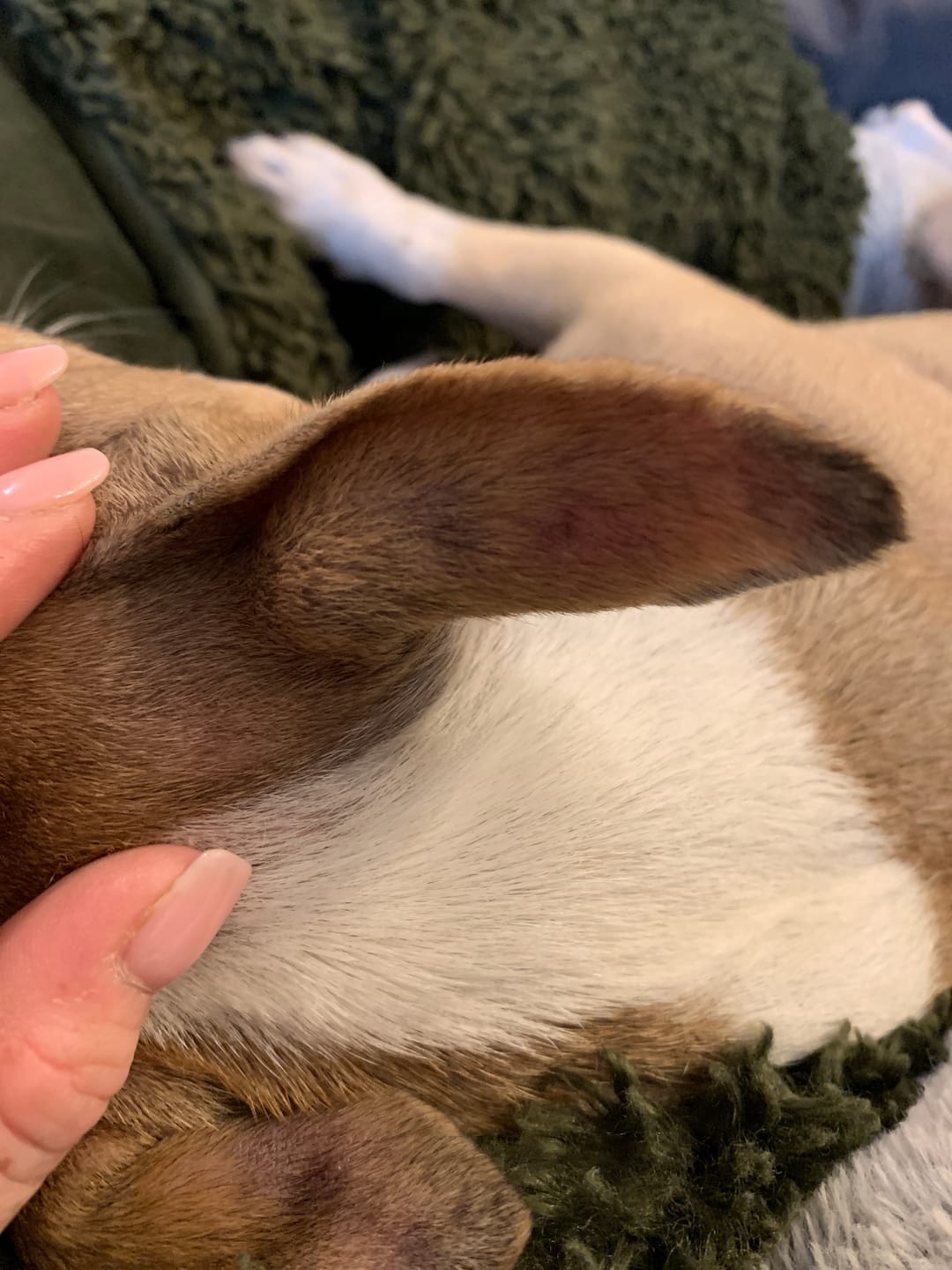 Customer photo review of Dog Gel