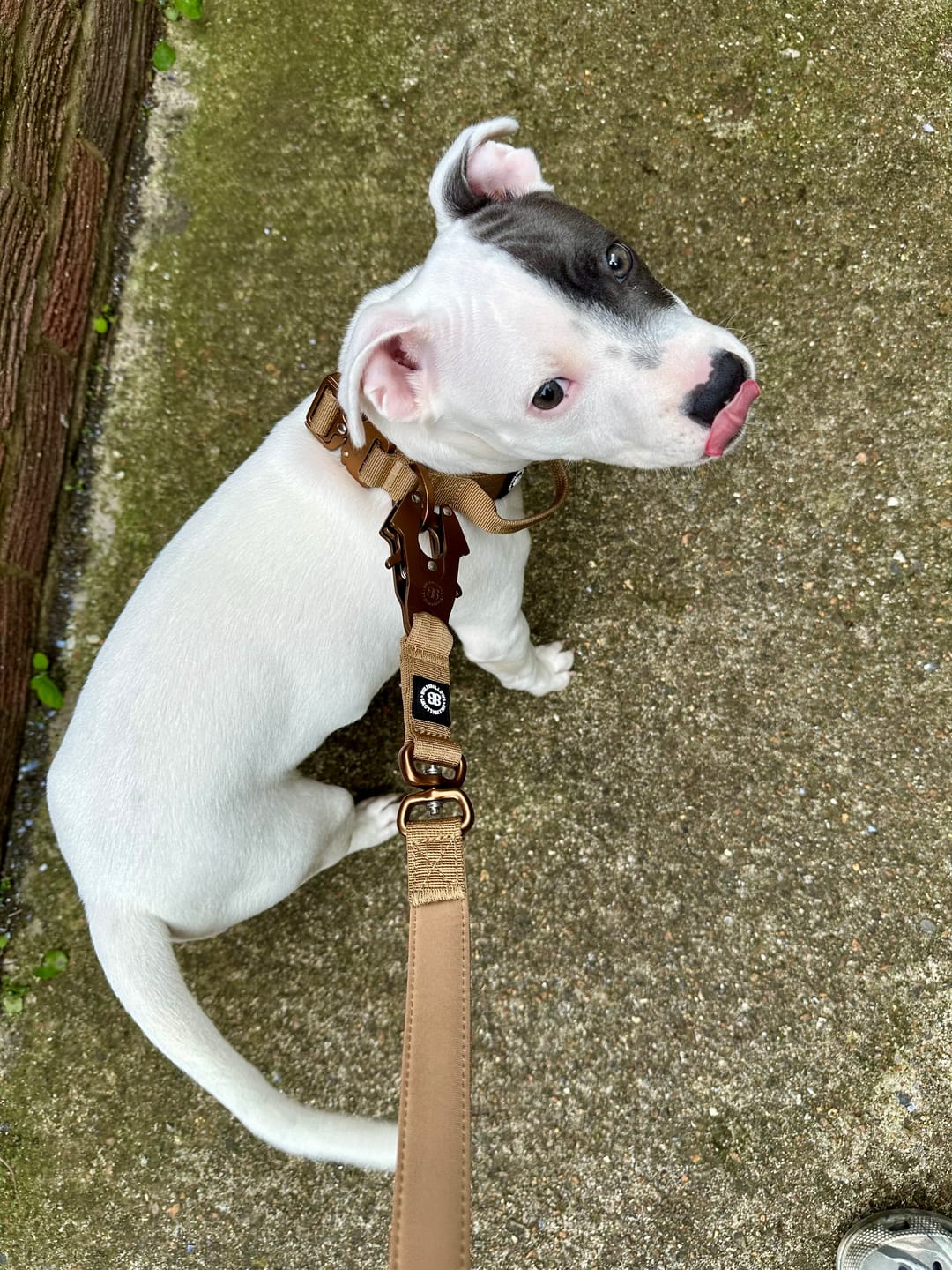 Customer photo review of 1.4m Lighter Swivel Combat Lead | Anti-Tangle & Secure Clip - Tan x Tan