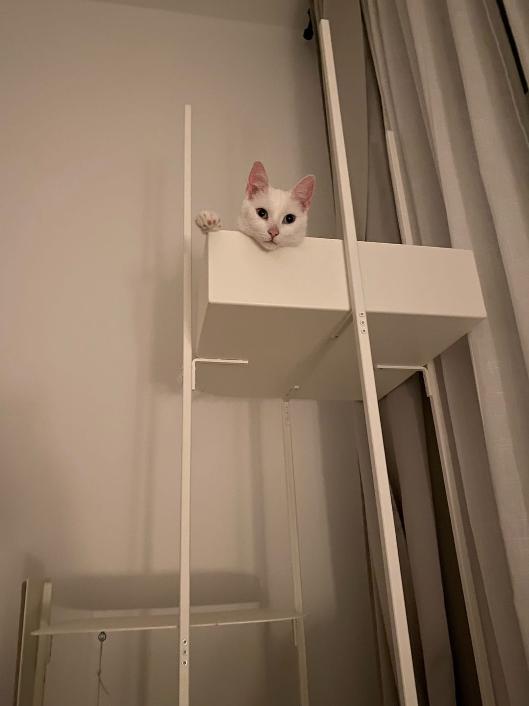 Customer photo review of STYA Katzen Kratzbaum MS310 | Schwarz