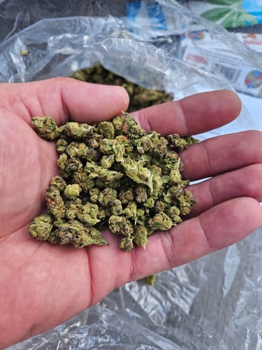 Customer photo review of Facetz Minis - Bulk Minis - Indica