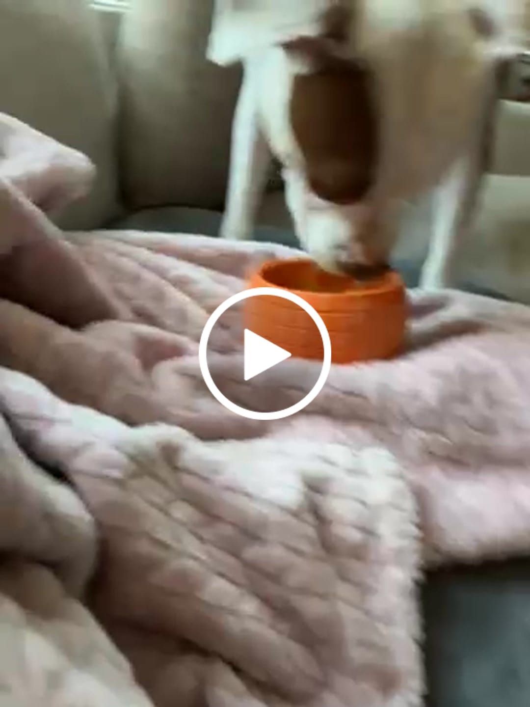 Customer video review of FreezPumpkin Limited Halloween Edition Dog Toy