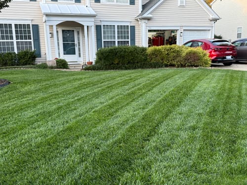 Customer photo review of GCI Turf Type Tall fescue Grass Seed