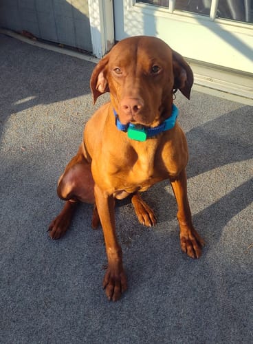 Reseña cliente FurLife