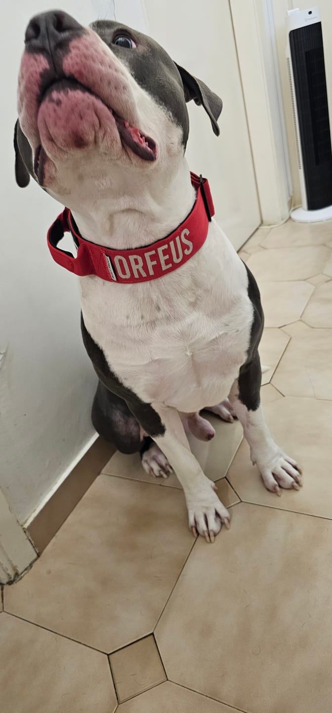 Customer photo review of Matching Red 6' Bully Proof Leash