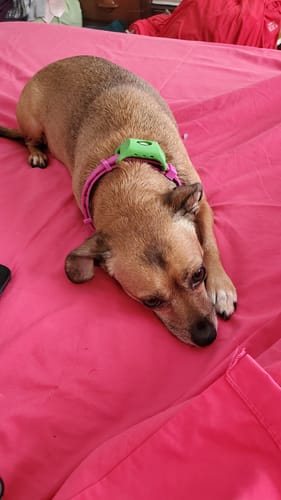 Reseña cliente FurLife