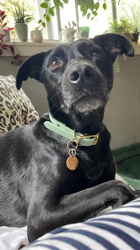 Customer photo review of Sage - Classic Biothane Dog Collar