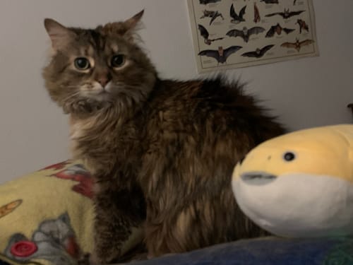 Customer photo review of Sacabambaspis Prehistoric Fish Plush – Adorably Soft and Perfect for Science Lovers