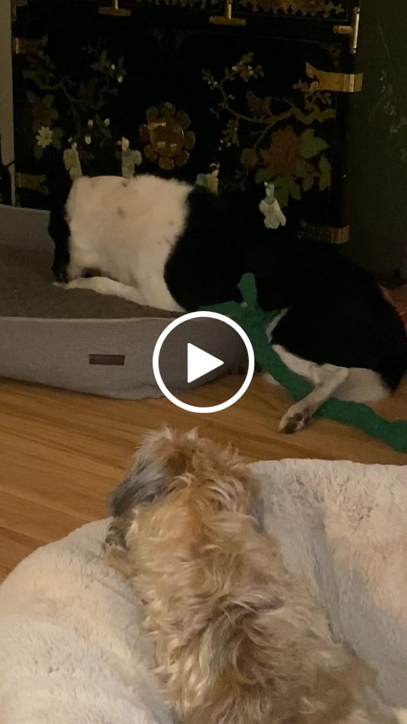 Customer video review of Ostrich Foot Bone (7" x 3.5"): The Flavorful & Long-Lasting Chew for Medium to Large Dogs