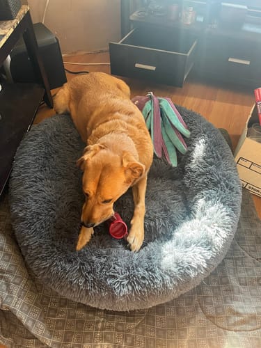 Customer photo review of 12 Inch Standard Bully Stick