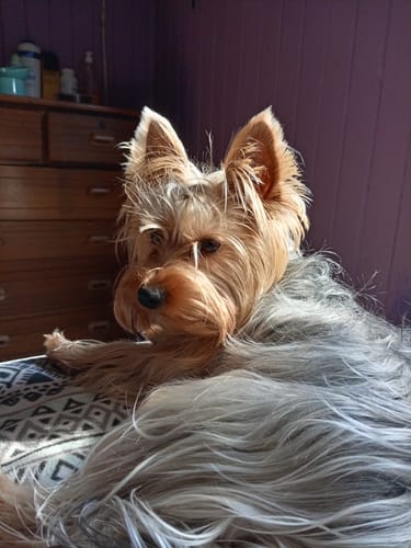 Customer photo review of BRAVERY LAMB MINI ADULT|Perro Mini Adulto Cordero 2Kg
