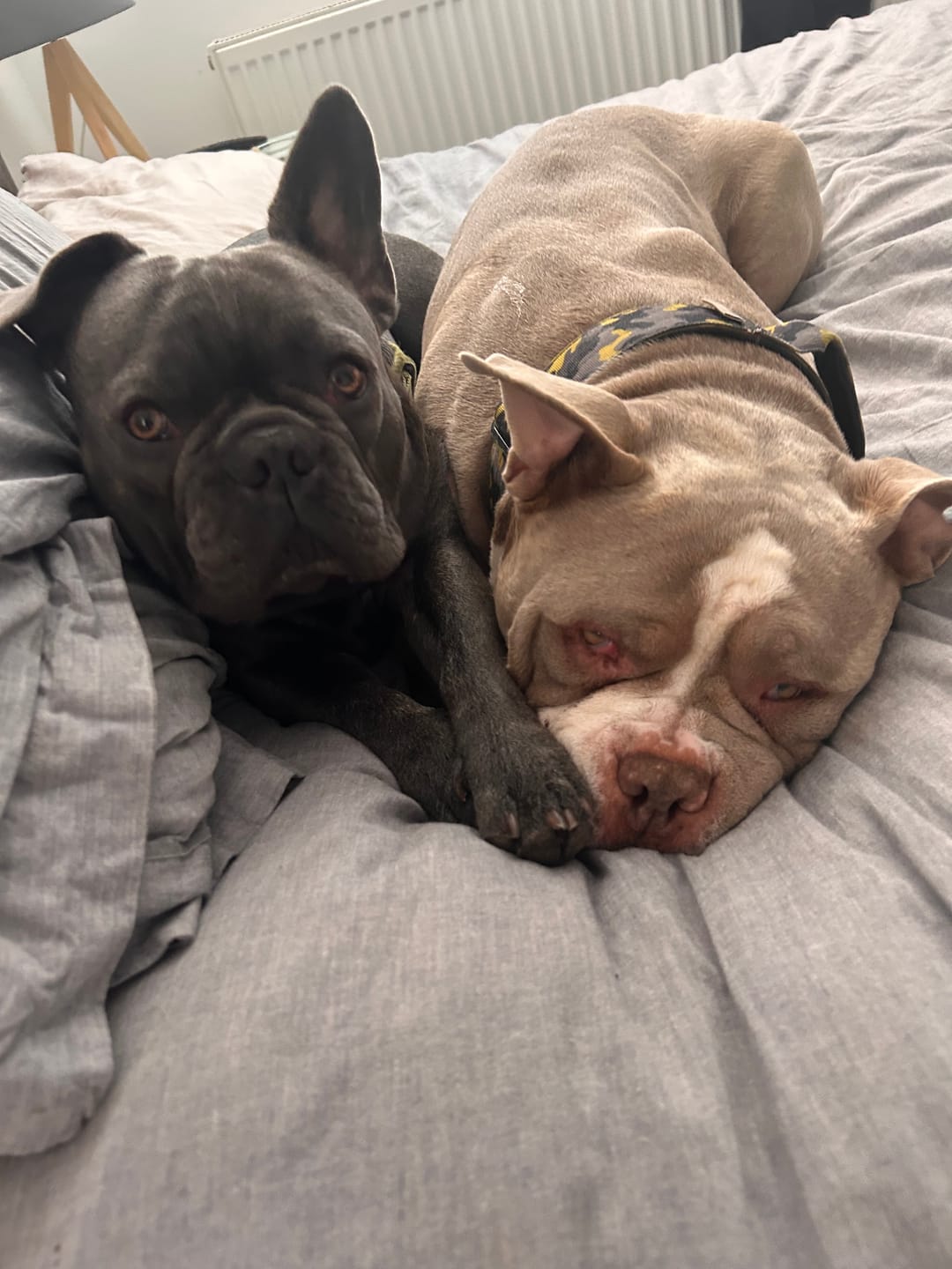 Customer photo review of Boomerang Harness - XS-M Breeds - Black