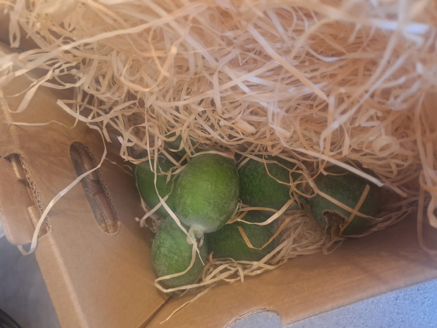 Customer photo review of Feijoa (brasilianische Guave) Bio
