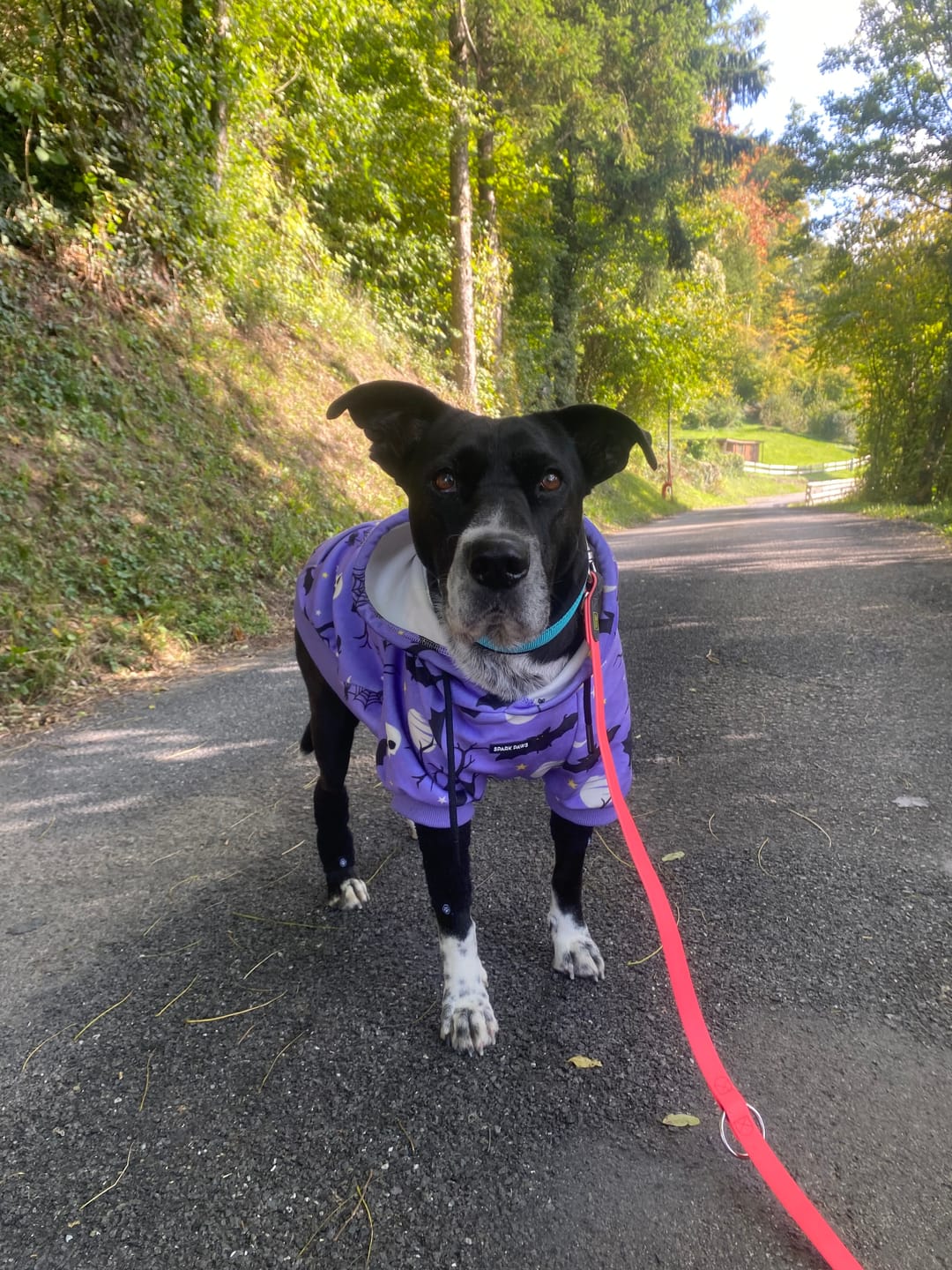 Customer photo review of Halloween Dog Hoodie - Purple