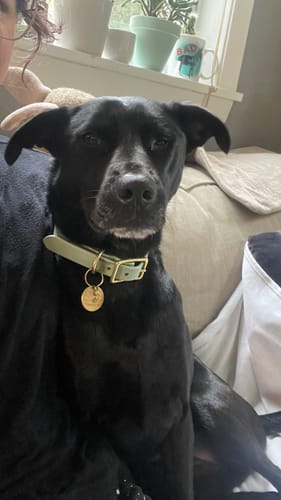 Customer photo review of Sage - Classic Biothane Dog Collar