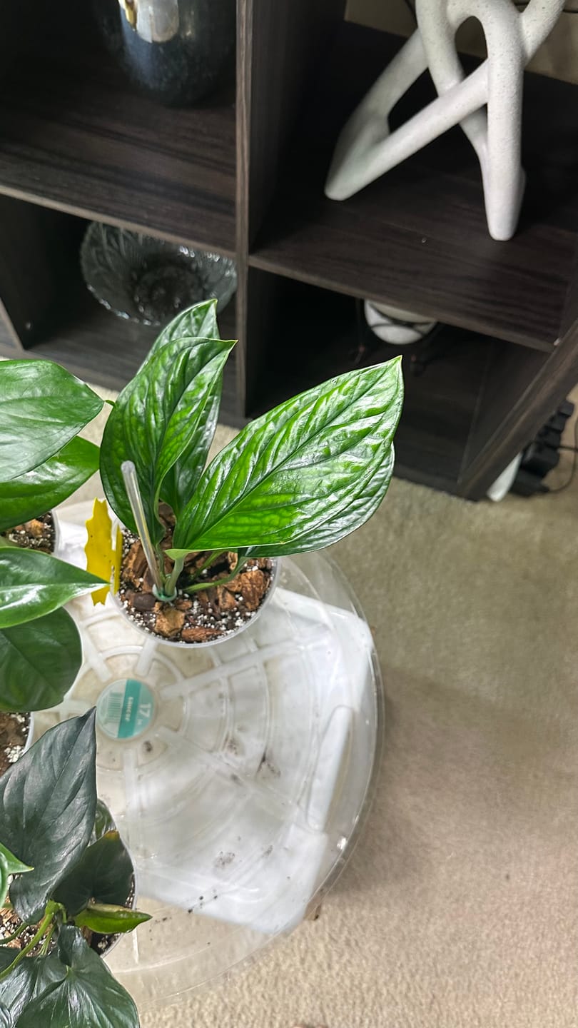 Customer photo review of Monstera pinnatipartita