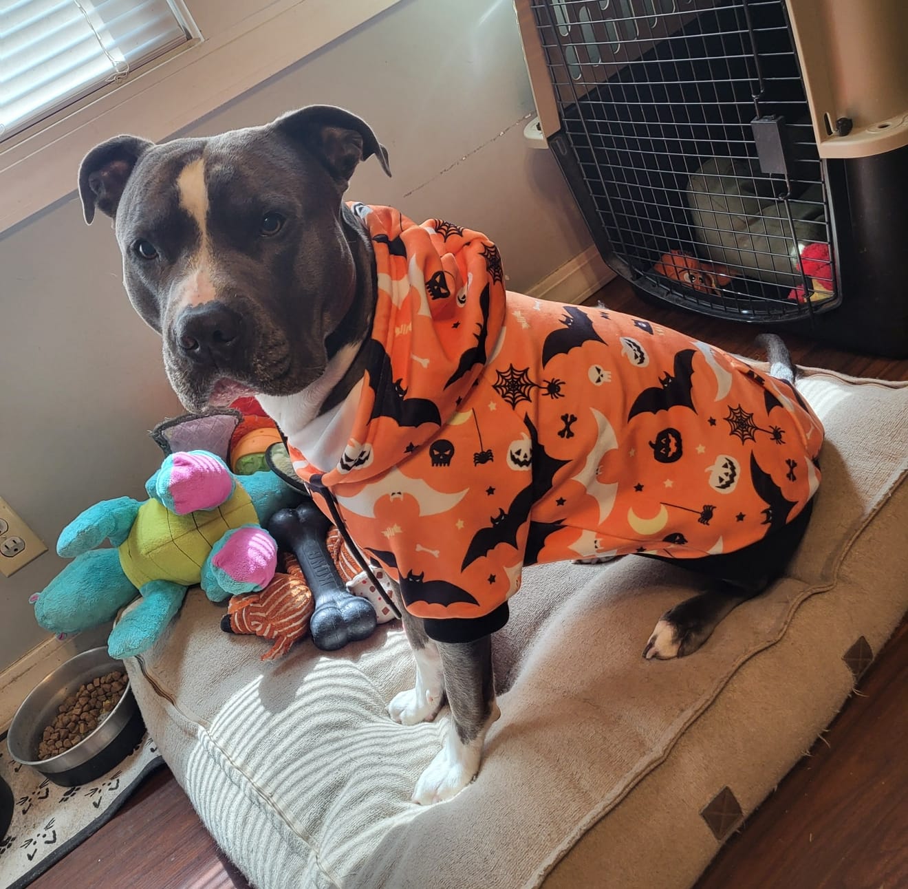 Customer photo review of Halloween Dog Hoodie - Orange