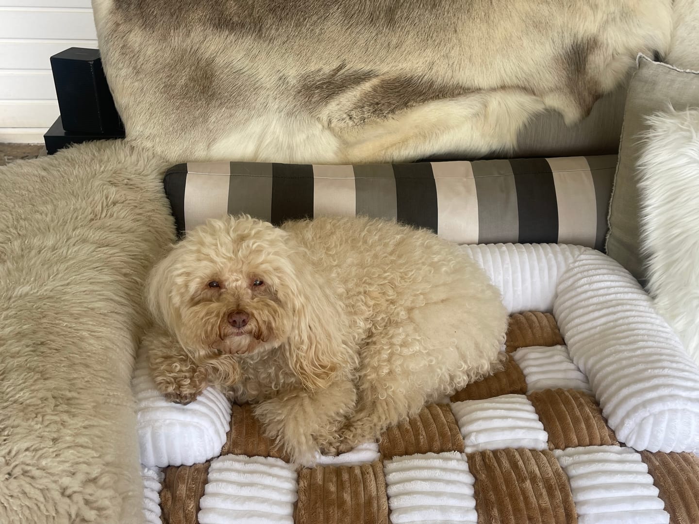 Customer photo review of Cubre Sofá Signature THE DOGS — Pelo y manchas bajo control