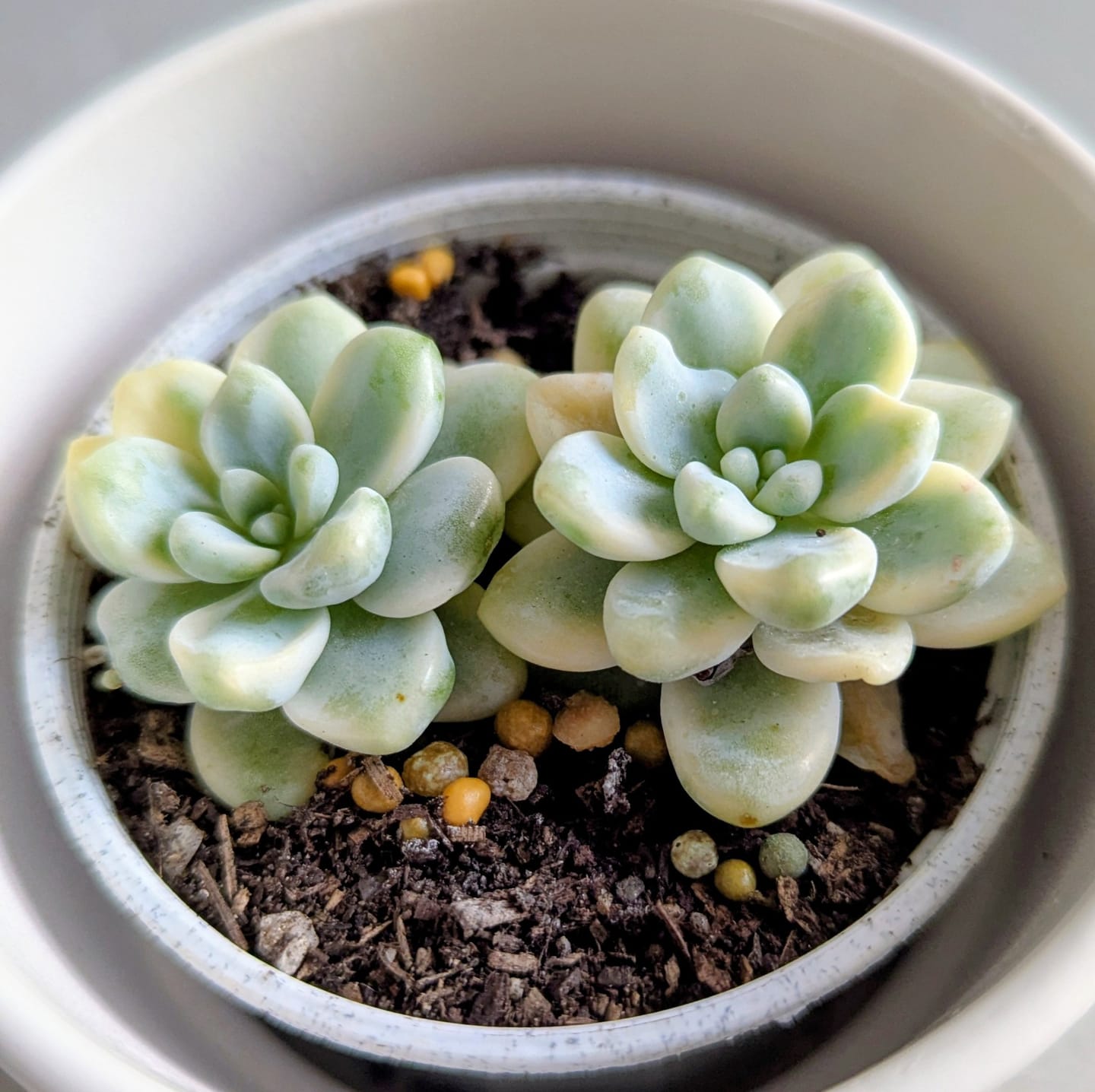 Customer photo review of Sedum clavatum variegated cuttings x 1