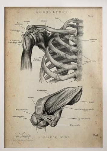 Customer photo review of Shoulder Joint Anatomy