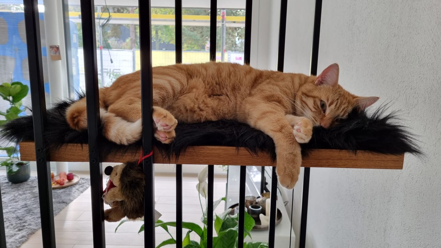 Customer photo review of STYA Katzen Kratzbaum MS210 | Schwarz
