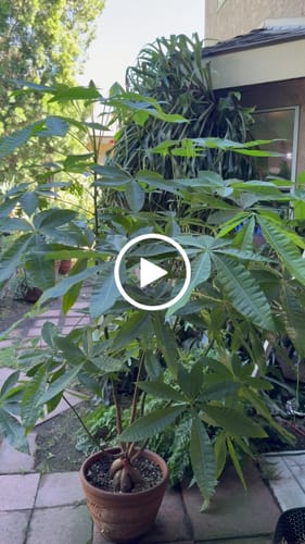 Customer video review of Regenerative and Sustainable Lawn Care